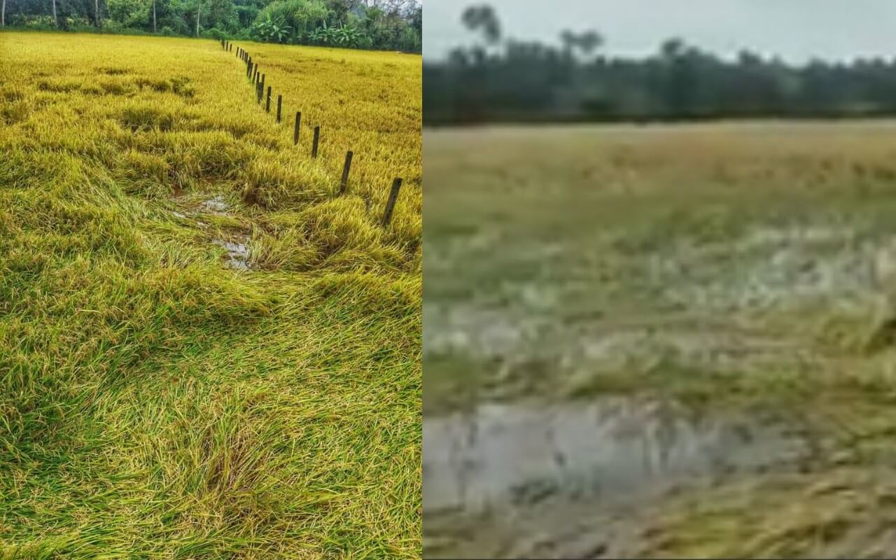 Ready To Harvest Paddy Damage