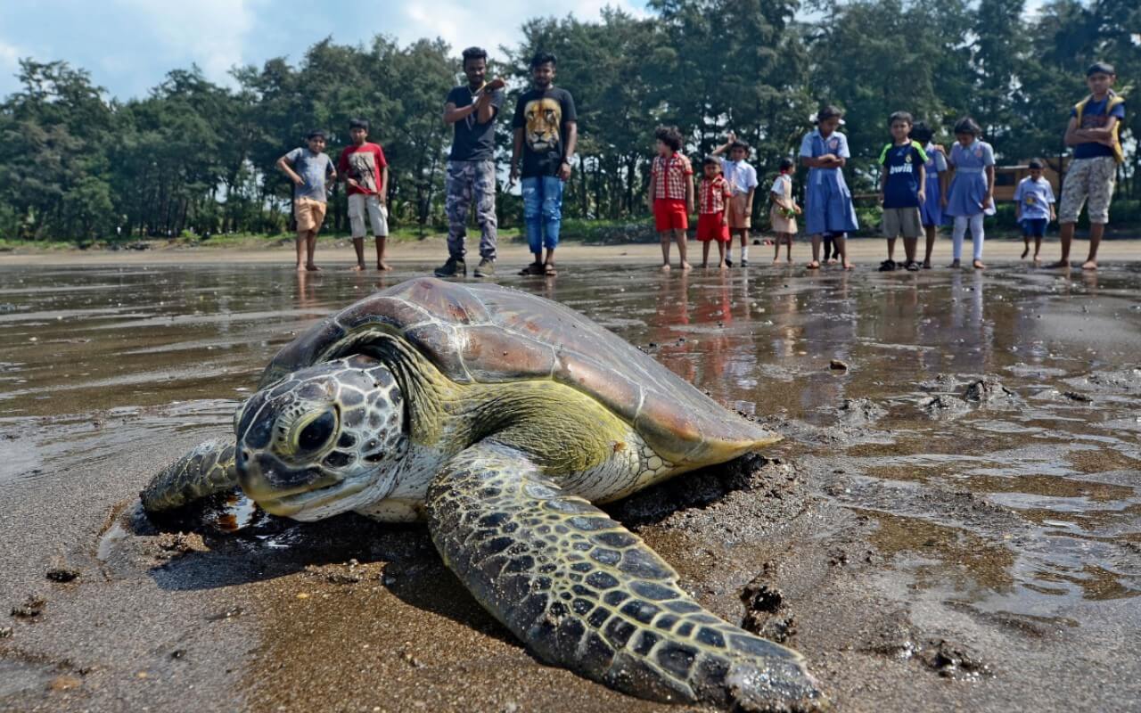 Turtle Nesting in Goa