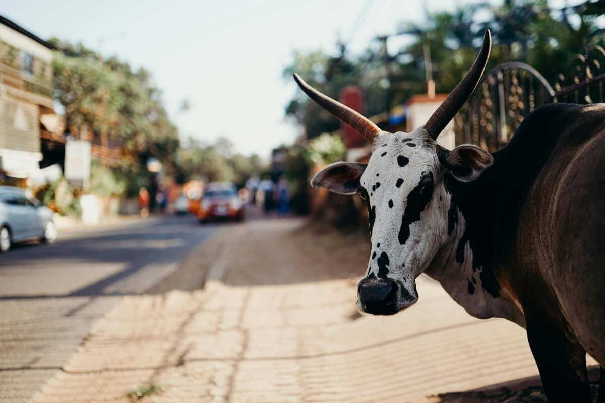 Goa Stray Cattle Management Scheme